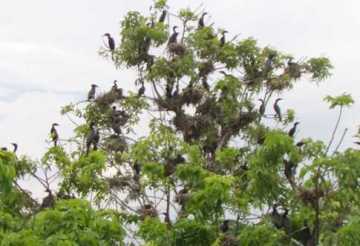 পাখিদের অভয়াশ্রম, আসছে দেশ বিদেশের পর্যটকরা